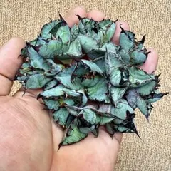 園*棘様 【Lj_plants】Z413アガベ チタノタブラックアンドブルー 1のサムネイル