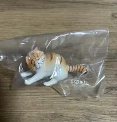 風にも負けず。3エキゾチック・ショートヘア