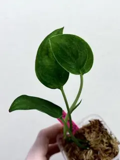 2026年最新】スキンダプサスの人気アイテム - メルカリ