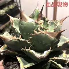 2026年最新】緑幽霊 アガベの人気アイテム - メルカリ