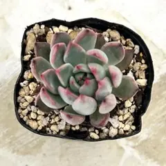 さとうさん様 リクエスト 3点 まとめ商品