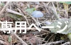 【★愛★様専用】オーダーページ