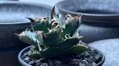 アガベ オテロイ 実生 優良ダブルヘッド - メルカリ