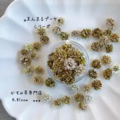 かすみ草　＊カプチーノ＊　60粒　まんまるブーケ　ドライフラワー