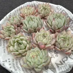 るるれれろ様 リクエスト 4点 まとめ商品