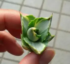 タイロン様 リクエスト 2点 まとめ商品