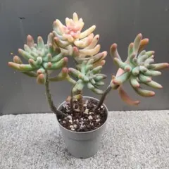 多肉植物　乙女心錦　大群生B　未発根