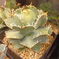 アガベ　連刺フィリグリー　メルカリ便 アガベ フィリグリー子株② チタノタ filigree 連刺 - メルカリ