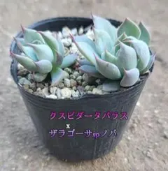多肉植物　クスピダータパラス×ザラゴーサspノバ　　　　 オーズプランツさん苗