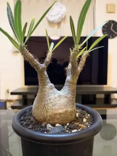 2026年最新】パキポディウム グラキリス 現地球の人気アイテム - メルカリ