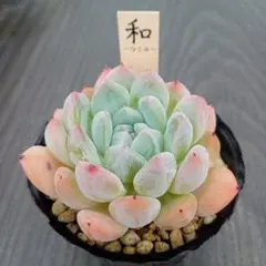 多肉植物　（アルバ☓ザラゴーサ）☓ラウリンゼのサムネイル