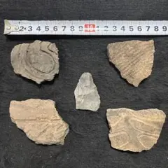 天然サルノコシカケ 複数セット 置物 - メルカリ
