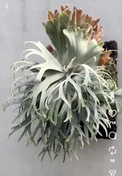 メルカリ便！P.willinckii ’Asurada’ Spore 205 P.willinckii 'Asurada' Spore 205 - メルカリ