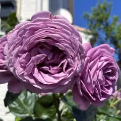 バラ苗 薔薇 さし木苗 藤色 大輪 強香 四季咲き 匿名発送 - メルカリ