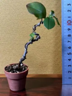 toco☆断捨離中様 リクエスト 2点 まとめ商品