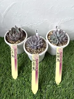 【メルカリ便】桜鬼つき　おらいさん　レア品種葉挿しセット　11点 メルカリ便】桜鬼つき おらいさん レア品種葉挿しセット 11点