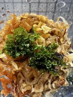 ①【新春お年玉セール開催中】P.willinckii OMG 前葉体