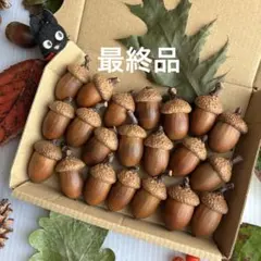 2026 北海道　レッドオークどんぐり　お茄子型　21個　煮沸消毒　乾燥済