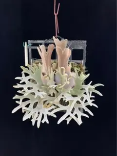 専用　ポテチ 様 ご確認用　リドレイパカラン　イエロームーンドワーフ トトロ 2025年最新】yellow moon dwarfの人気アイテム - メルカリ