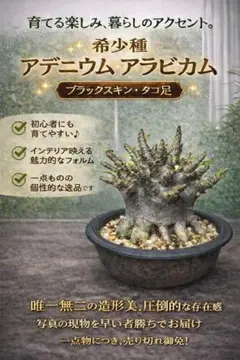 2026年最新】アデニウム ドワーフの人気アイテム - メルカリ
