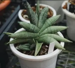美株　希少　サンスベリアビューティークイーン　中株　レア　鉢ごとメルカリ便② 美株 希少 サンスベリアビューティークイーン 中株 レア 鉢ごと