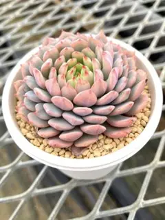 た*ル様 多肉植物ミックスベリアおらいさん苗　ちょこん