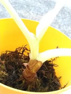 〘 SV 197 〙斑入りクワズイモ アロカシア　芋つきのサムネイル