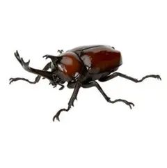 いきもの大図鑑 クワガタ05