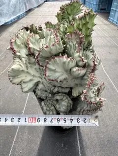 ユーフォルビア ラクテア マハラジャ ホワイトゴースト 綴化 観葉植物