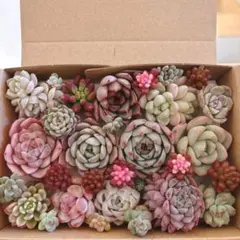 ゆうゆうメルカリ便　多肉植物　カット苗とセダム寄せ植えセット