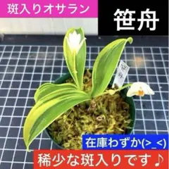 珍しい 野生ラン 星ケイラン 大株 鉢ごと発送 珍しい 野生ラン 星ケイラン 大株 鉢ごと発送