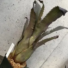 もんきち様 リクエスト 2点 まとめ商品