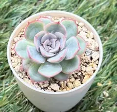 ピーチスアンドクリーム 多肉植物 抜き苗1個 - メルカリ