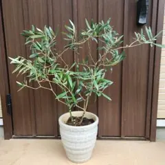 オリーブの木 ネバディロブランコ デザインテラコッタ鉢植え 苗 - メルカリ