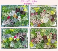 ★多肉植物★ 詰め合わせ 寄せ植え カット苗 お任せセットのサムネイル