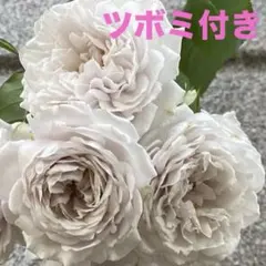 A レア 大輪マム（アンティークな雰囲気 切り花 花束 - メルカリ