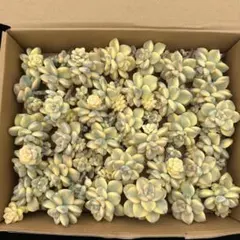 さ*子様 BW1013　紀の川錦　46株　多肉植物 抜き苗 エケベリア 韓国苗 CT1118 紀の川錦 25株 抜き苗 多肉植物 エケベリア 韓国苗 - メルカリ
