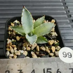 2026年最新】甲蟹 ハイブリッドの人気アイテム - メルカリ