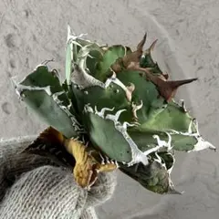 2026年最新】アガベ星空の人気アイテム - メルカリ