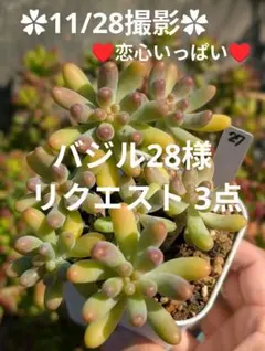 バジル28様 リクエスト 3点 まとめ商品