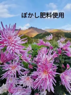 2025年最新】食用菊 苗 の人気アイテム - メルカリ