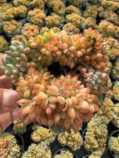 Top【選抜株】多肉植物 362080カトリーナ 36個 鉢無し/脱土 - メルカリ
