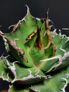 2025年最新】牛魔王 アガベの人気アイテム - メルカリ