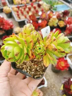き*こ様 269 グリーンデーモン 多肉植物 抜き苗 発根済み 美苗