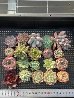 オ*ー様 BT1348　ロメオ　50苗　多肉植物　土根付き　エケベリア　韓国苗 CT1258 ロメオ 50苗 多肉植物 土と根付き エケベリア 韓国苗 - メルカリ