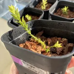 2025年最新】フペルジア トライアングルの人気アイテム - メルカリ