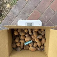 キウイフルーツ箱込み5.4k スーパーエメラルド