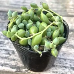 miyamama様 リクエスト 2点 まとめ商品