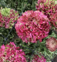 コットン　キャンディ *＊　ちょい捨離中様 リクエスト 2点 まとめ商品