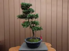 貴風盆栽、クチナシ、模様木懸崖、沢山の花芽付き(素材)細かな傷あり